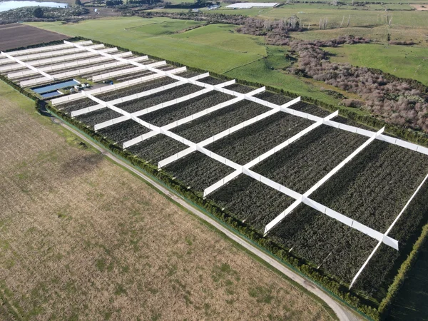 Kiwifruit Portfolio