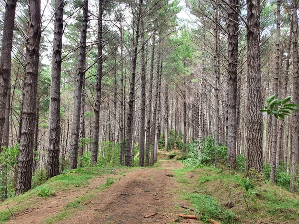 Forest Block for Local Purchaser
