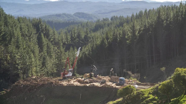 International Forestry Investor