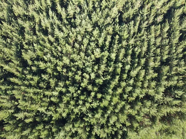International Forestry Company